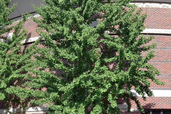 Ginkgo biloba - Overall Habit