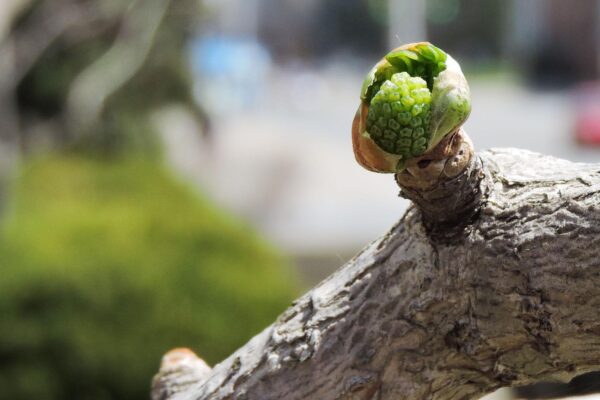 Ginkgo biloba - Bud Emerging