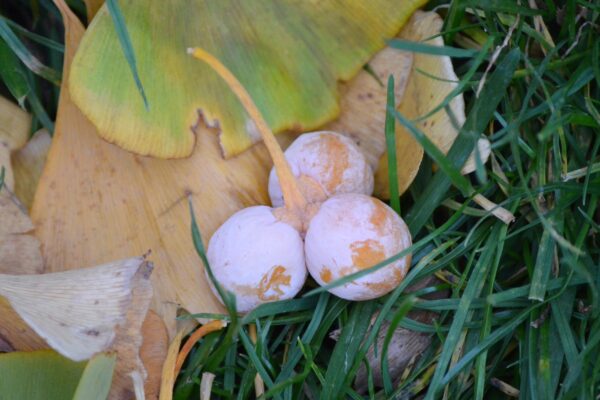 Ginkgo biloba - Fruit