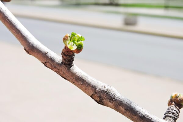 Ginkgo biloba - Bud Emerging
