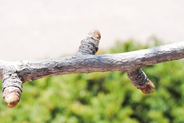 Ginkgo biloba - Buds