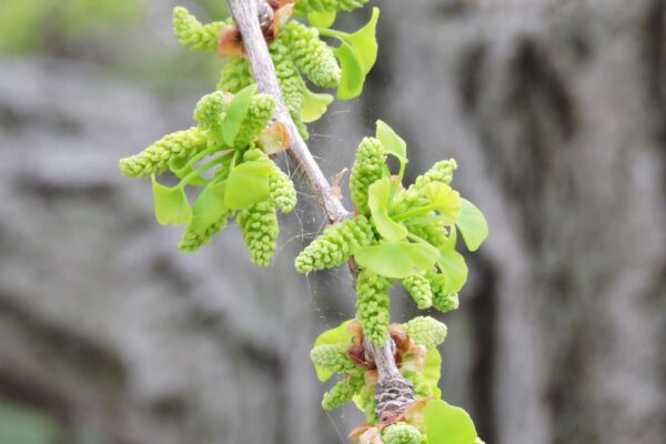 Ginkgo biloba - Flowers and Foliage