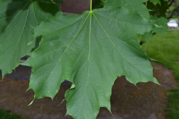 Acer platanoides - Leaf