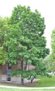 Acer platanoides - Overall Habit