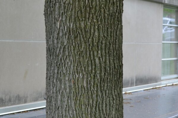 Acer platanoides - Bark