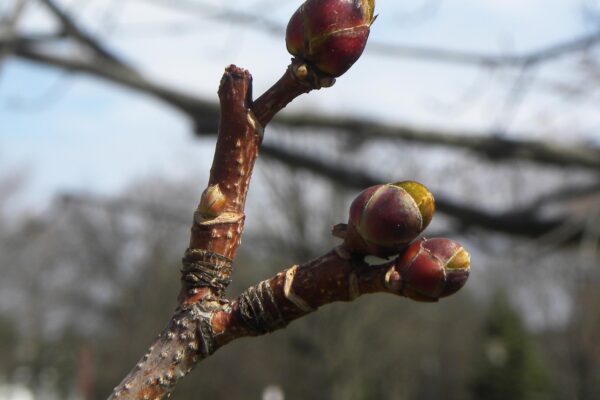 Acer platanoides - Buds