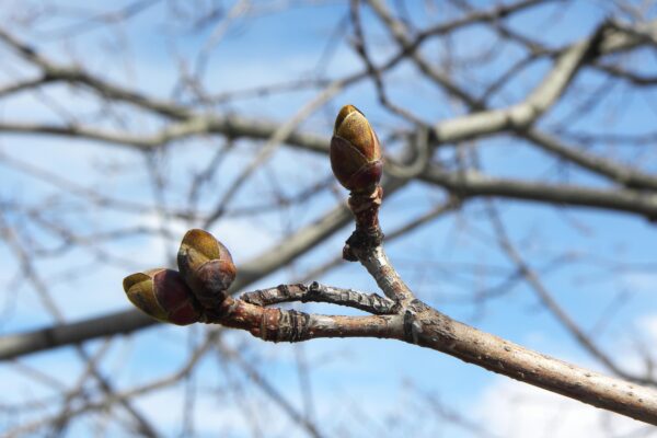 Acer platanoides - Buds