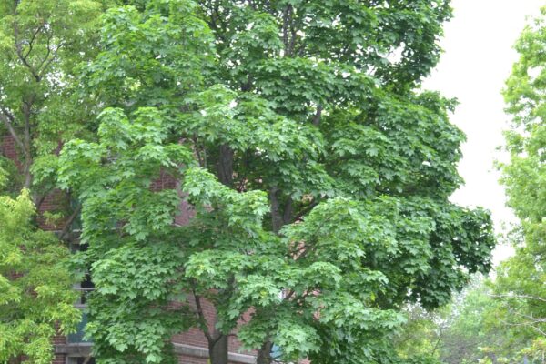 Acer platanoides - Overall Habit