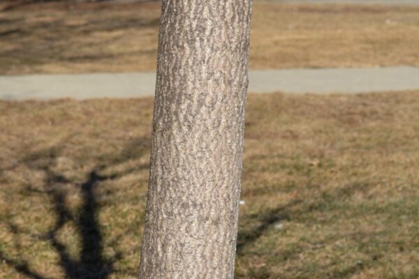 Ginkgo biloba ′Autumn Gold′ - Bark