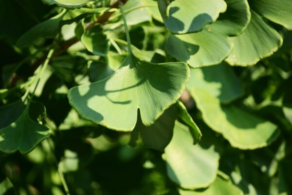 Ginkgo biloba ′Autumn Gold′ - Foliage
