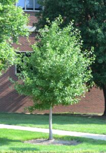 Ginkgo biloba ′Autumn Gold′ - Summer Habit