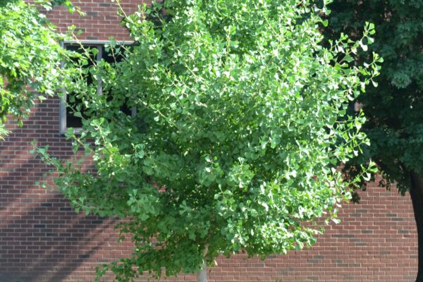 Ginkgo biloba ′Autumn Gold′ - Summer Habit