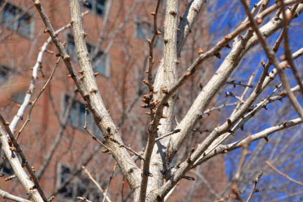 Ginkgo biloba ′Autumn Gold′ - Branches