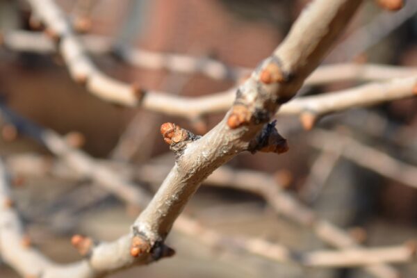Ginkgo biloba ′Autumn Gold′ - Buds