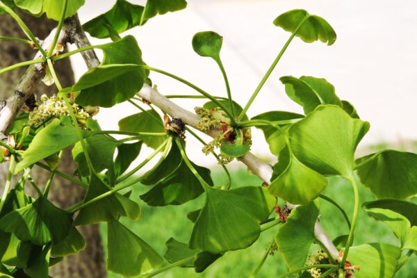 Ginkgo biloba ′Autumn Gold′ - Flowers and Foliage