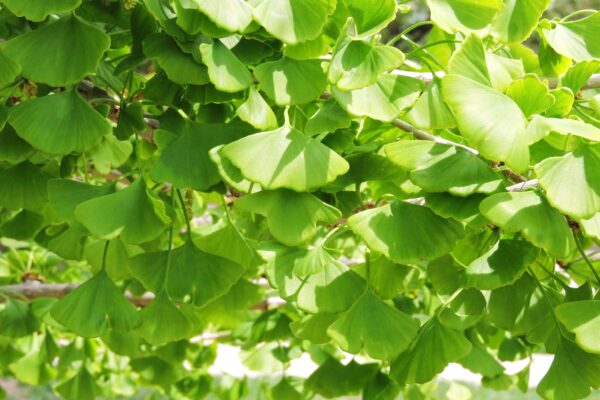 Ginkgo biloba ′Autumn Gold′ - Foliage