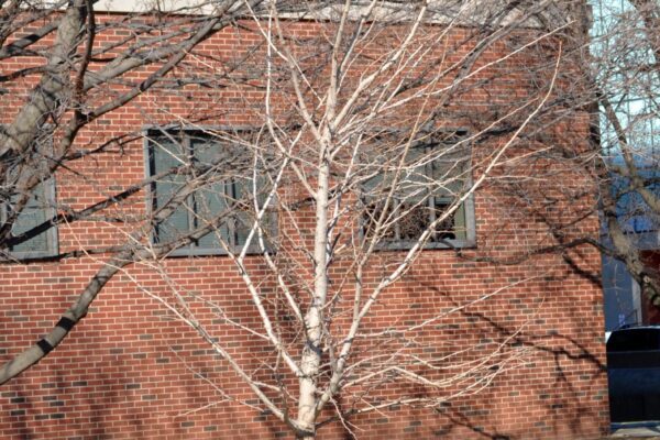 Ginkgo biloba &prime;Autumn Gold&prime; - Winter Habit
