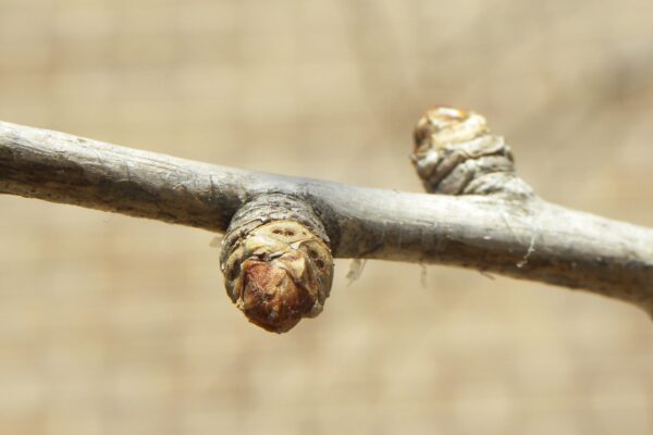 Ginkgo biloba ′Magyar′ - Buds