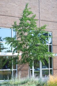 Ginkgo biloba ′Magyar′ - Summer Habit