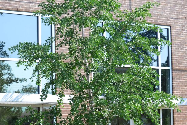 Ginkgo biloba ′Magyar′ - Summer Habit