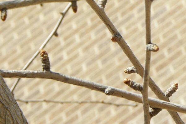 Ginkgo biloba ′Magyar′ - Buds & Spur Growth on Branches