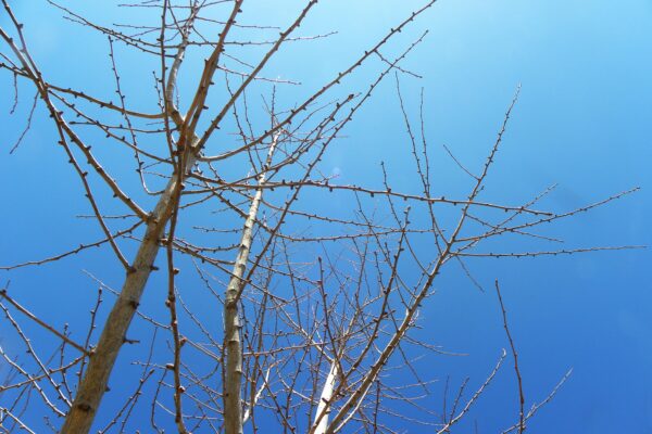 Ginkgo biloba ′Magyar′ - Winter Canopy