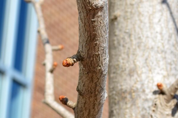 Ginkgo biloba ′Magyar′ - Bark and Buds