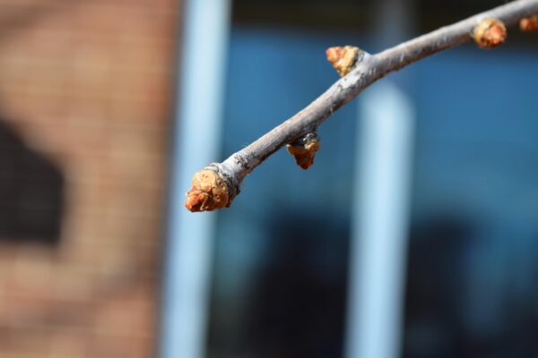Ginkgo biloba ′Magyar′ - Buds