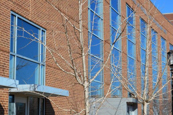 Ginkgo biloba ′Magyar′ - Winter Habit