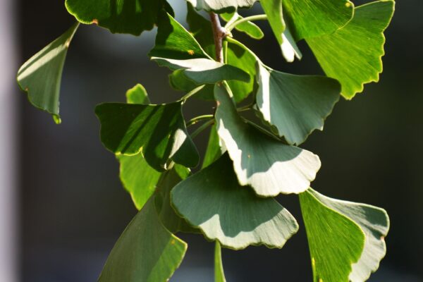 Ginkgo biloba ′Magyar′ - Foliage