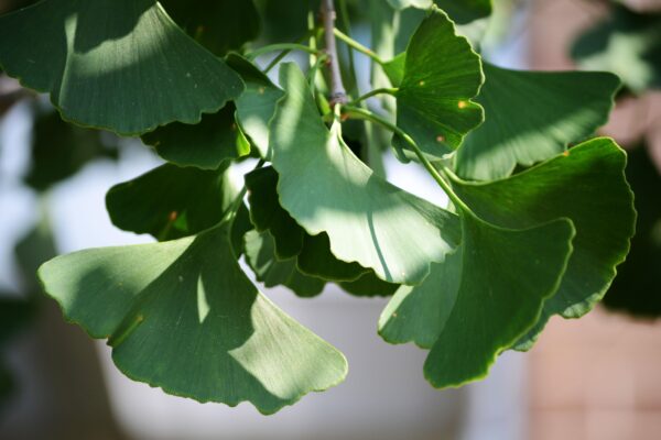 Ginkgo biloba ′Magyar′ - Leaves