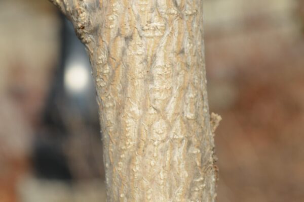 Ginkgo biloba ′PNI 2720′ [sold as Princeton Sentry®] - Bark