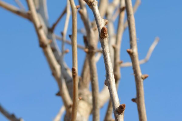 Ginkgo biloba ′PNI 2720′ [sold as Princeton Sentry®] - Twigs and Buds