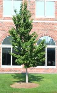 Ginkgo biloba ′PNI 2720′ [sold as Princeton Sentry®] - Summer Habit