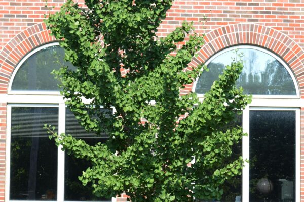 Ginkgo biloba ′PNI 2720′ [sold as Princeton Sentry®] - Summer Habit