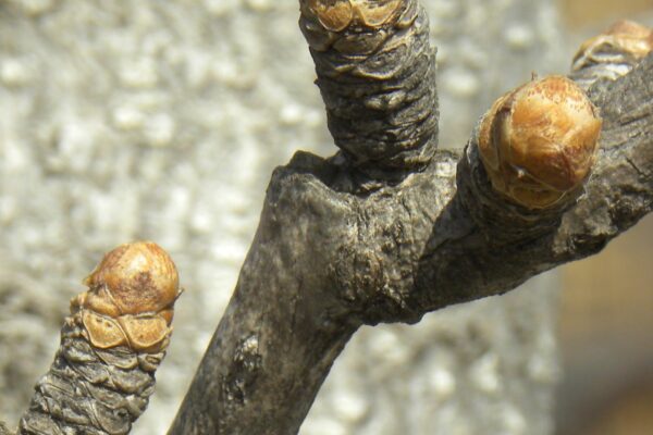 Ginkgo biloba ′PNI 2720′ [sold as Princeton Sentry®] - Buds & Spur Growth