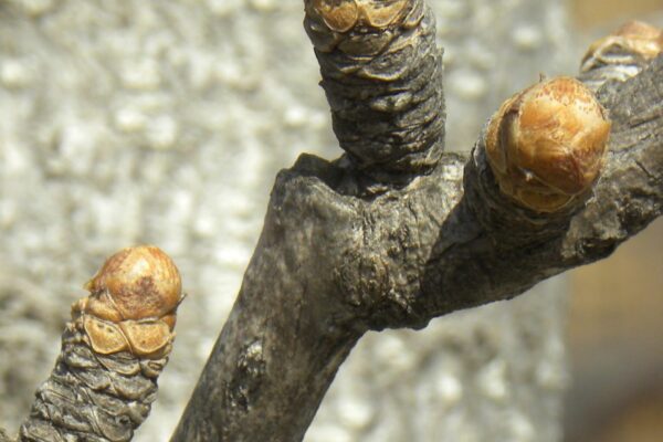 Ginkgo biloba &prime;PNI 2720&prime; [sold as Princeton Sentry&reg;] - Buds & Spur Growth
