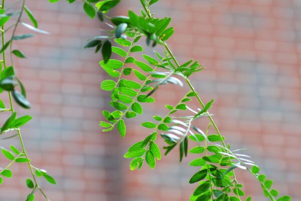 Gleditsia triacanthos f. inermis [sold as Shademaster®] - Foliage