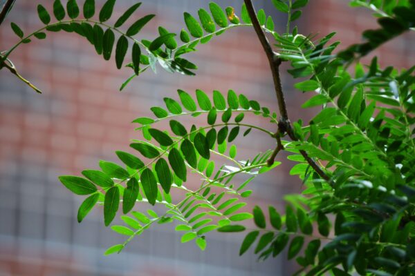 Gleditsia triacanthos f. inermis [sold as Shademaster®] - Foliage