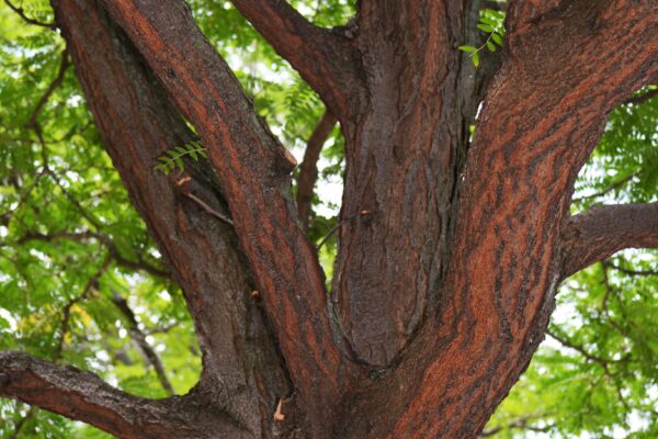 Gleditsia triacanthos f. inermis [sold as Shademaster®] - Bark