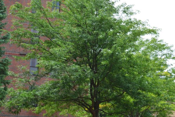 Gleditsia triacanthos f. inermis [sold as Shademaster&reg;] - Summer Habit