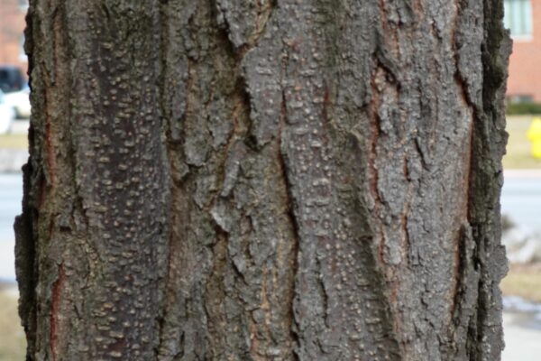 Gleditsia triacanthos f. inermis ′Skycole′ [sold as Skyline®] - Bark