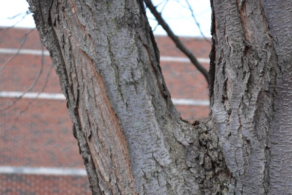 Gleditsia triacanthos f. inermis ′Skycole′ [sold as Skyline®] - Bark