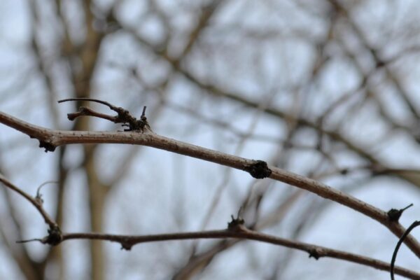 Gleditsia triacanthos f. inermis ′Skycole′ [sold as Skyline®] - Twigs and Buds