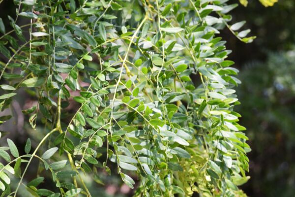 Gleditsia triacanthos f. inermis ′Skycole′ [sold as Skyline®] - Foliage