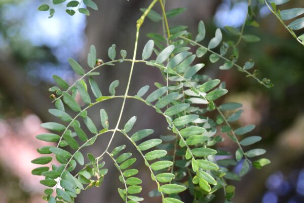 Gleditsia triacanthos f. inermis ′Skycole′ [sold as Skyline®] - Leaves