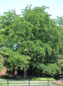 Gleditsia triacanthos f. inermis ′Skycole′ [sold as Skyline®] - Summer Habit