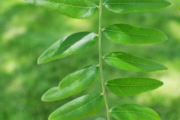 Gleditsia triacanthos f. inermis - Foliage