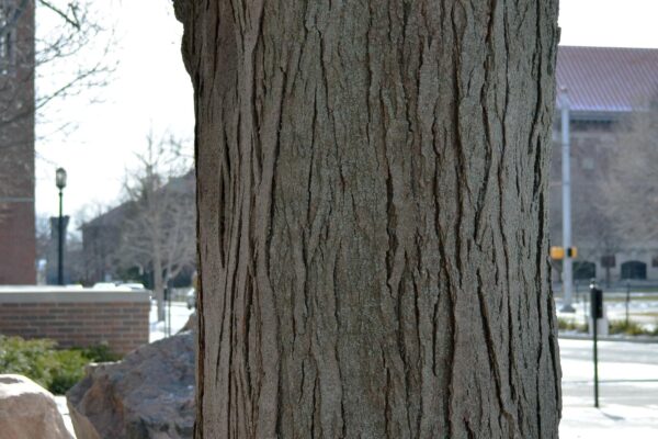 Gleditsia triacanthos f. inermis - Bark