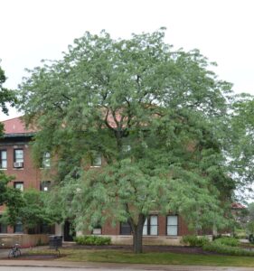 Gleditsia triacanthos f. inermis - Tree Habit